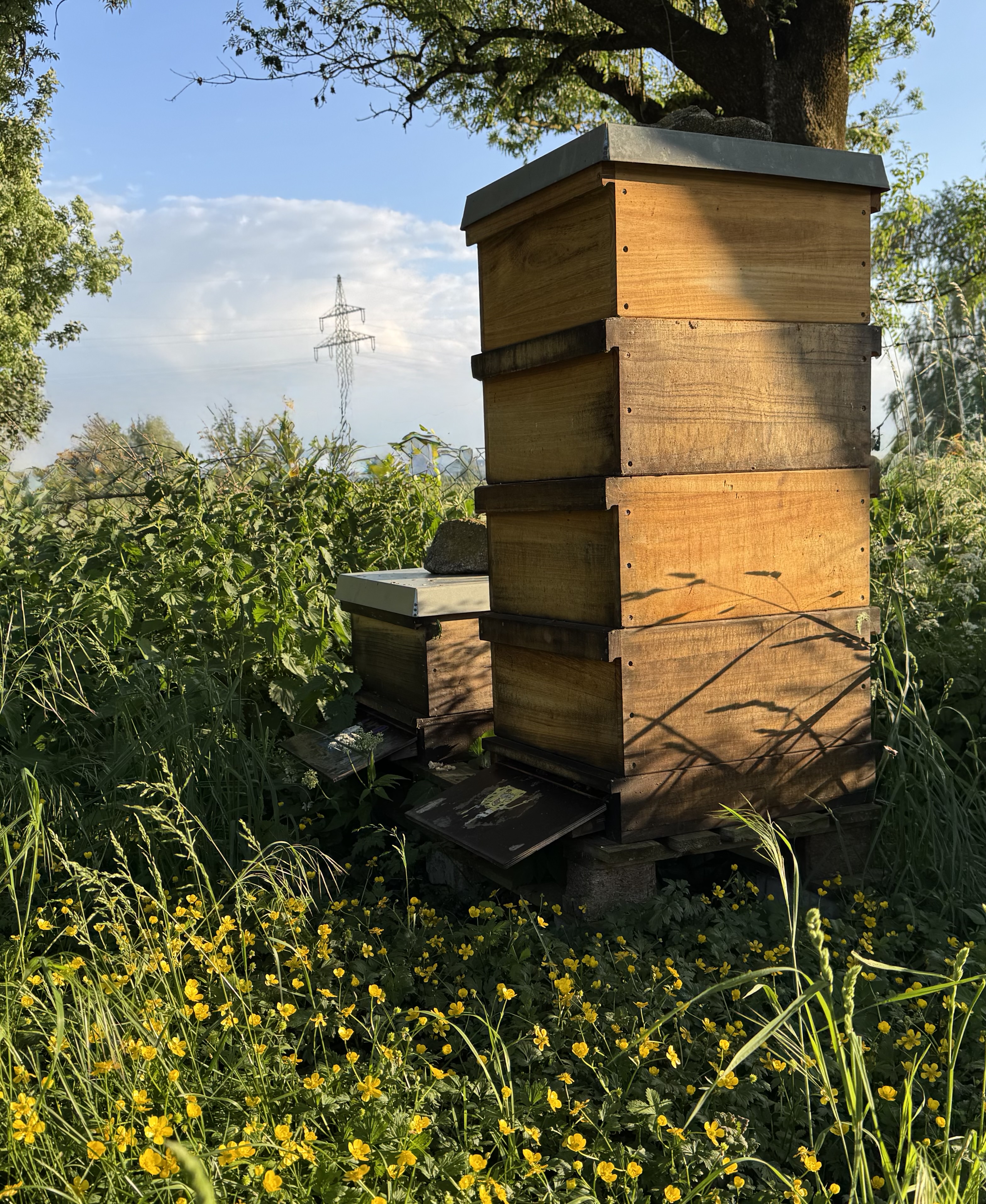Naturnahe Holzbeuten der Imkerei Schmidbauer im Frühjahr umgeben von Butterblumen