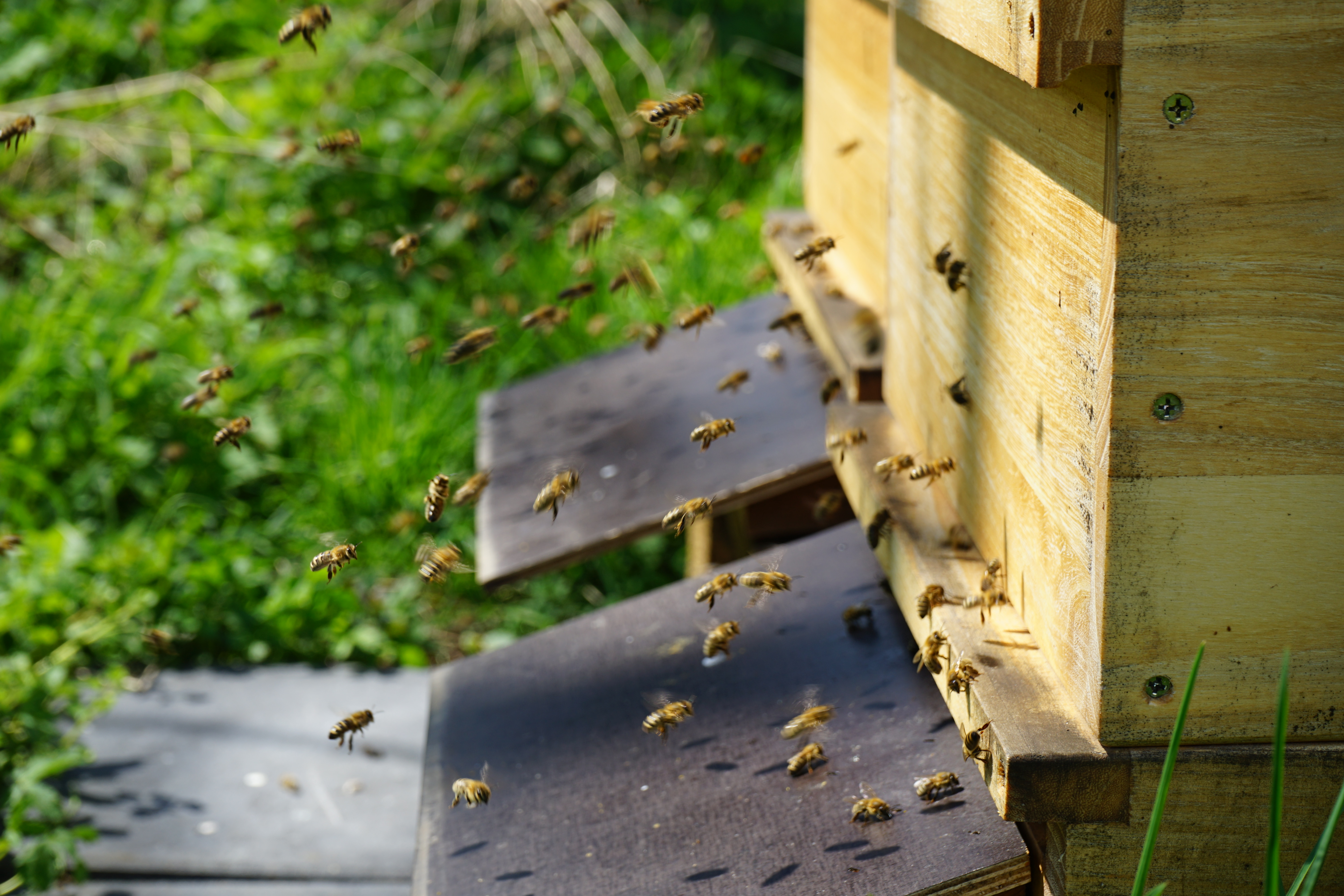 Bienen im Einflug – geschäftiges Treiben am Bienenstock