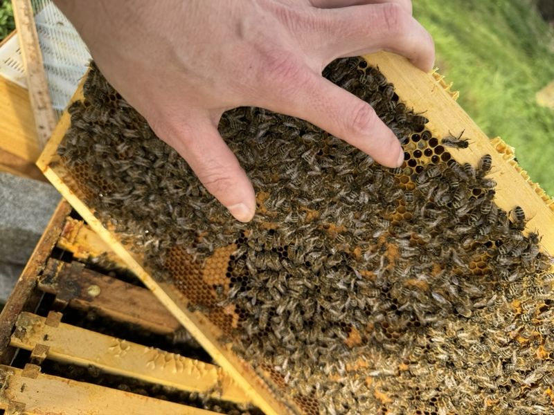 Imker kontrolliert Brutwabe