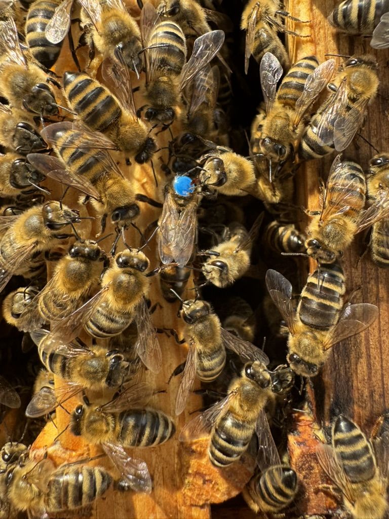 Markierte Carnica-Königin auf der Brutwabe